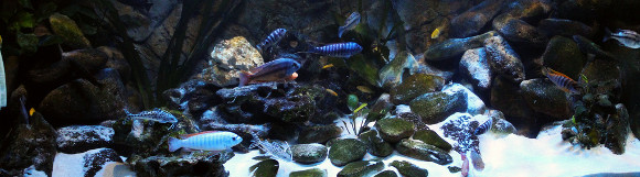 Rückwand - Flußsteine oder Eigenbau-Rückwand?