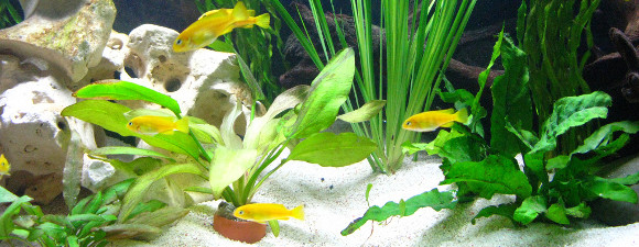 Pflanzen im Malawibecken