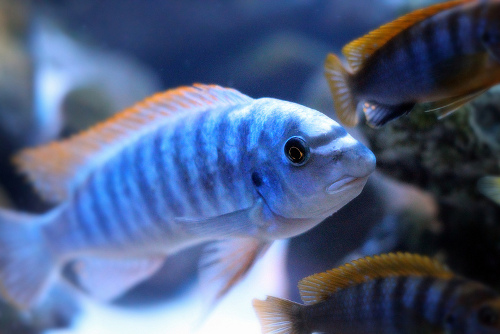 Malawi Buntbarsch Labeotropheus trewavasae