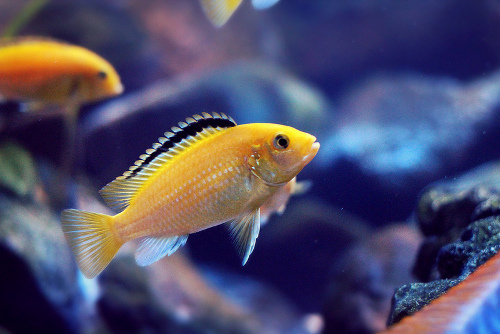 Malawi-Buntbarsch Labidochromis caeruleus