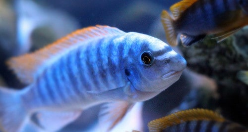 Malawi Barsche - Die Farbenprächtigen Malawi Buntbarsche