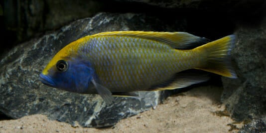 Malawi Aquarium - Die bunte Welt des Malawisee Aquariums